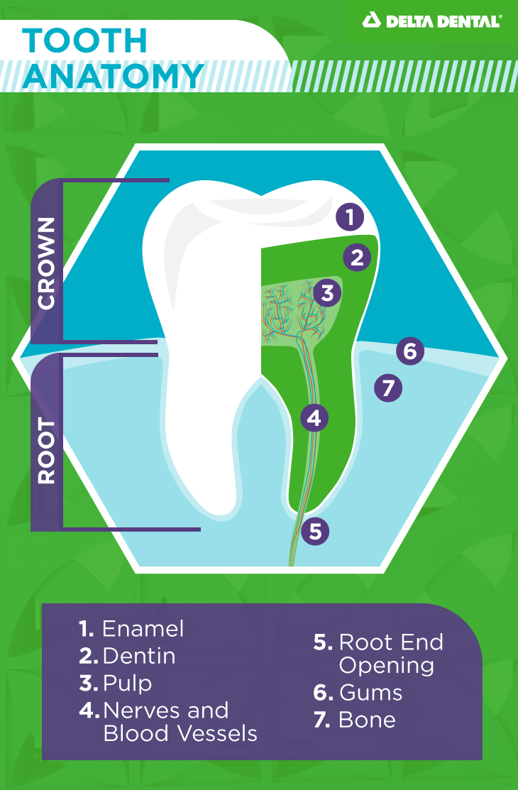 Illustration of a tooth’s anatomy