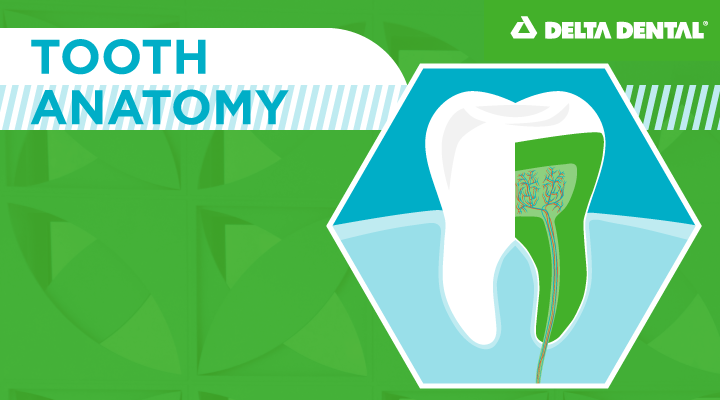 The anatomy of a tooth